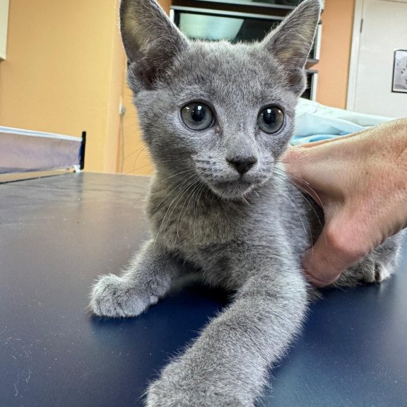 Russian Blue 12.19a