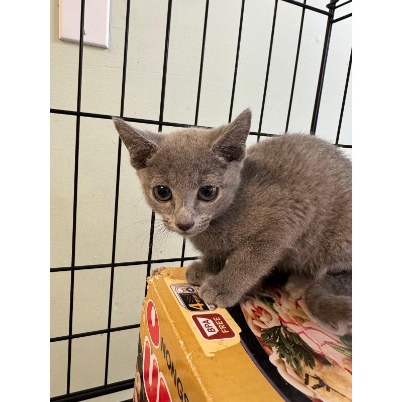 Russian Blue 12.19a
