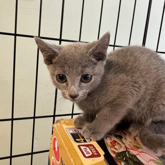 Russian Blue 12.19a