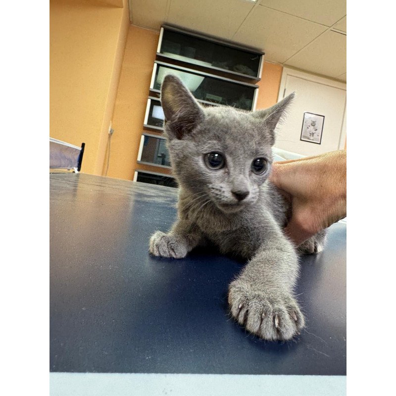 Russian Blue 12.19a