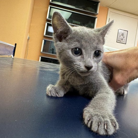Russian Blue 12.19a