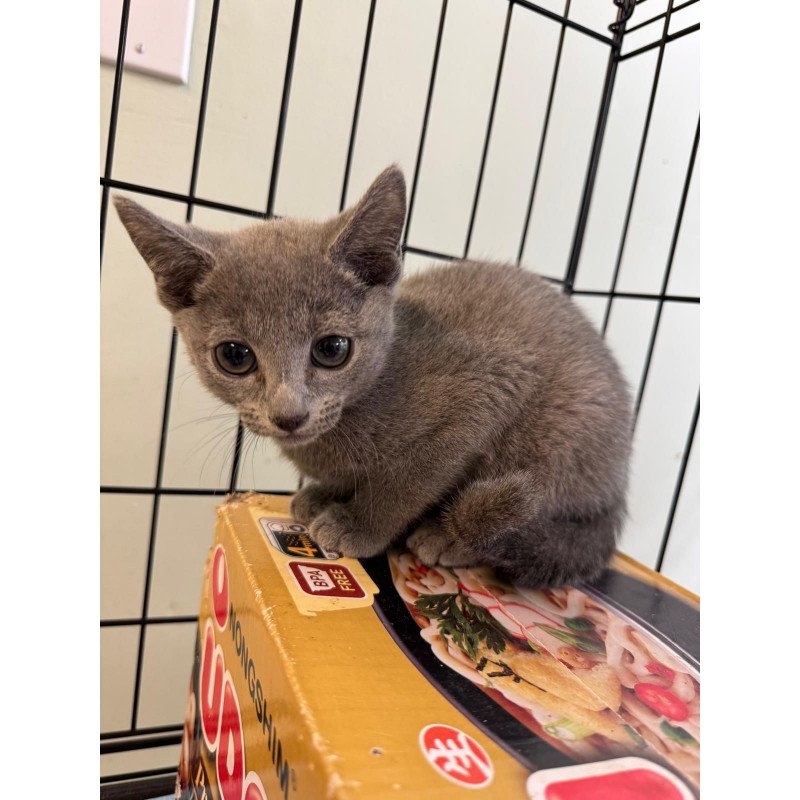 Russian Blue 12.19a