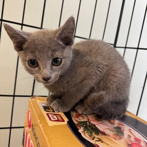 Russian Blue 12.19a