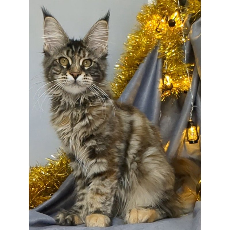 Maine Coon EZ Quisha