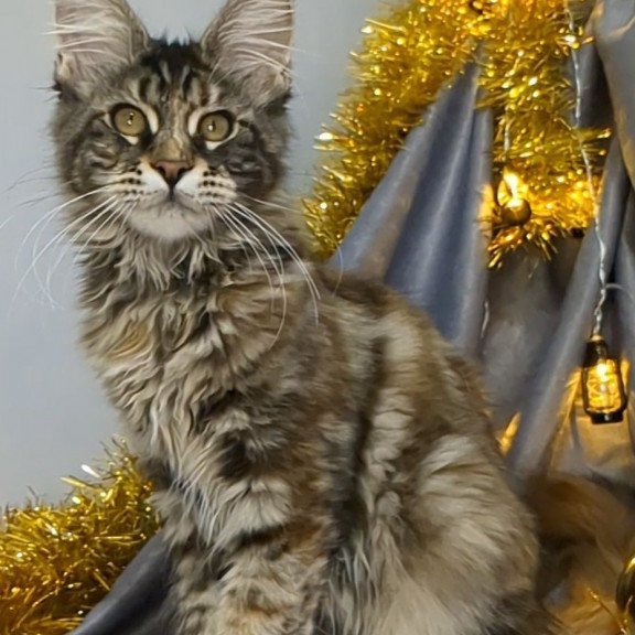 Maine Coon EZ Quisha