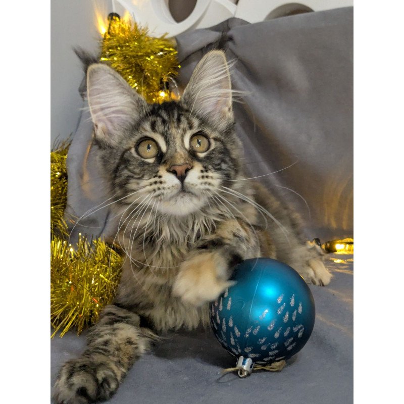 Maine Coon EZ Quisha