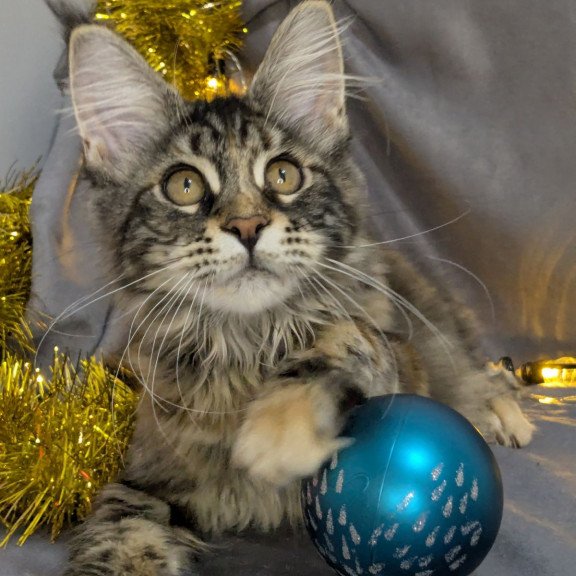 Maine Coon EZ Quisha