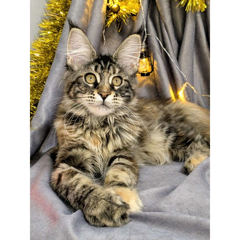 Maine Coon EZ Quisha
