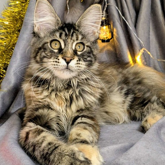 Maine Coon EZ Quisha