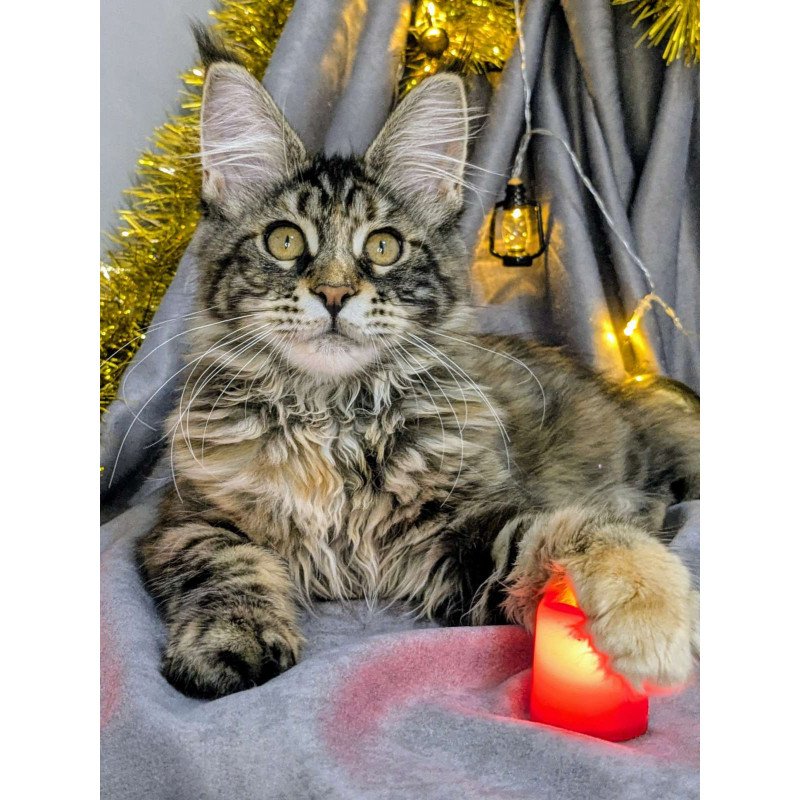 Maine Coon EZ Quisha
