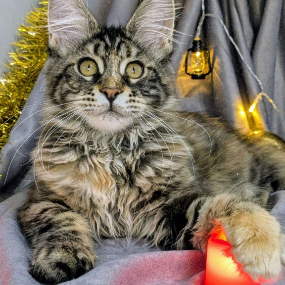 Maine Coon EZ Quisha