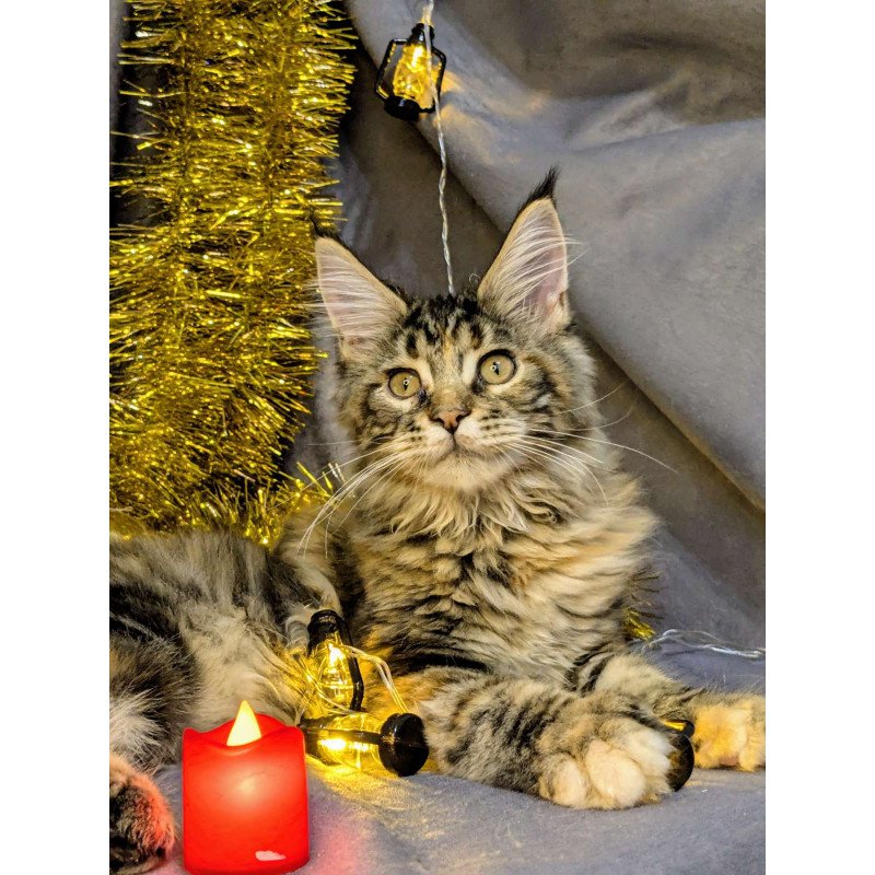 Maine Coon EZ Quadra