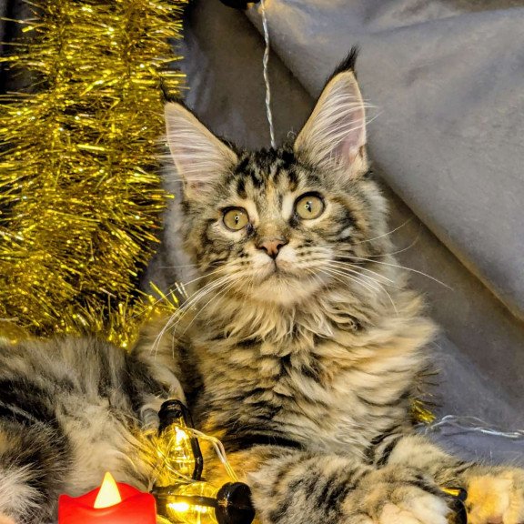 Maine Coon EZ Quadra