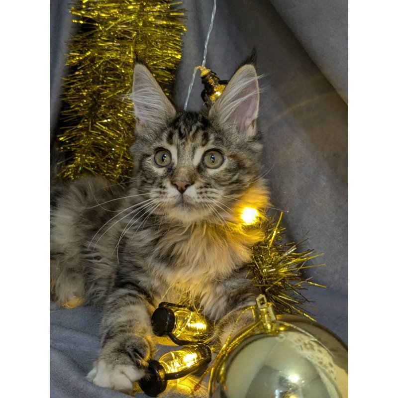 Maine Coon EZ Quadra