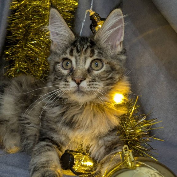 Maine Coon EZ Quadra