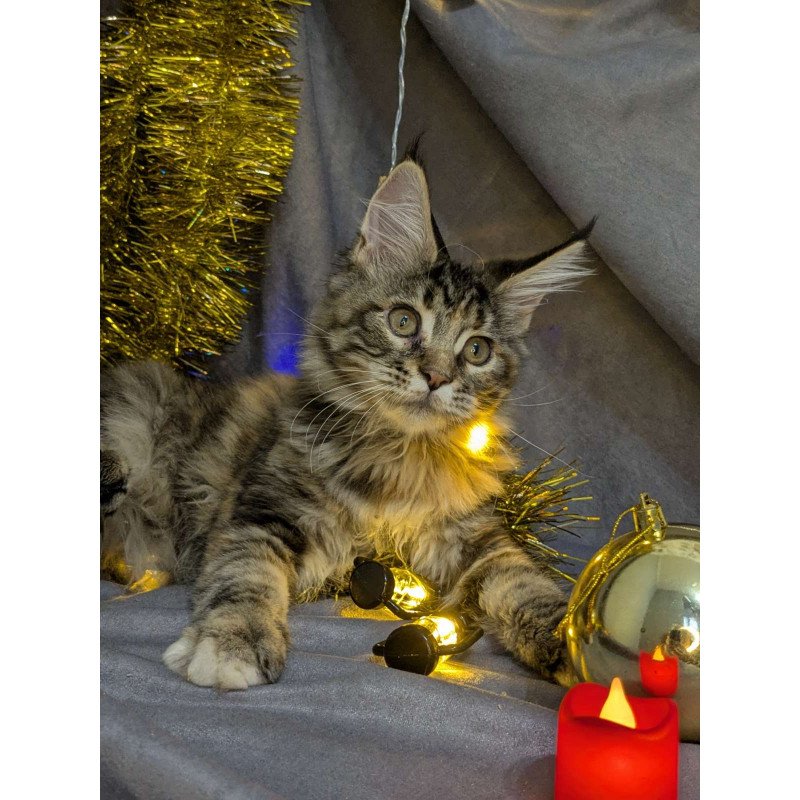 Maine Coon EZ Quadra