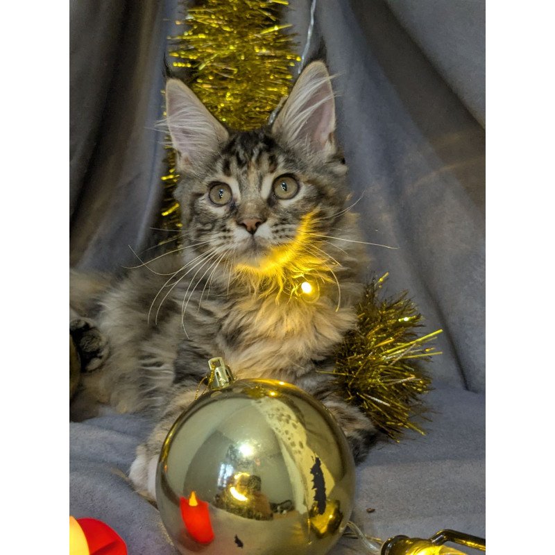 Maine Coon EZ Quadra