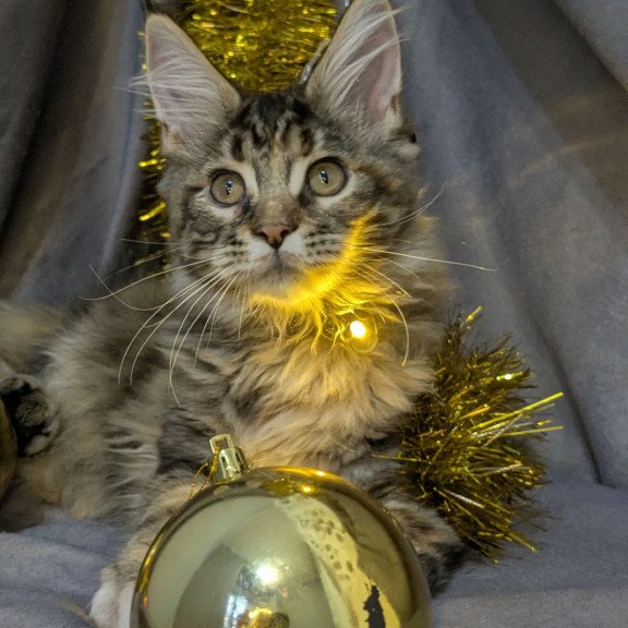 Maine Coon EZ Quadra