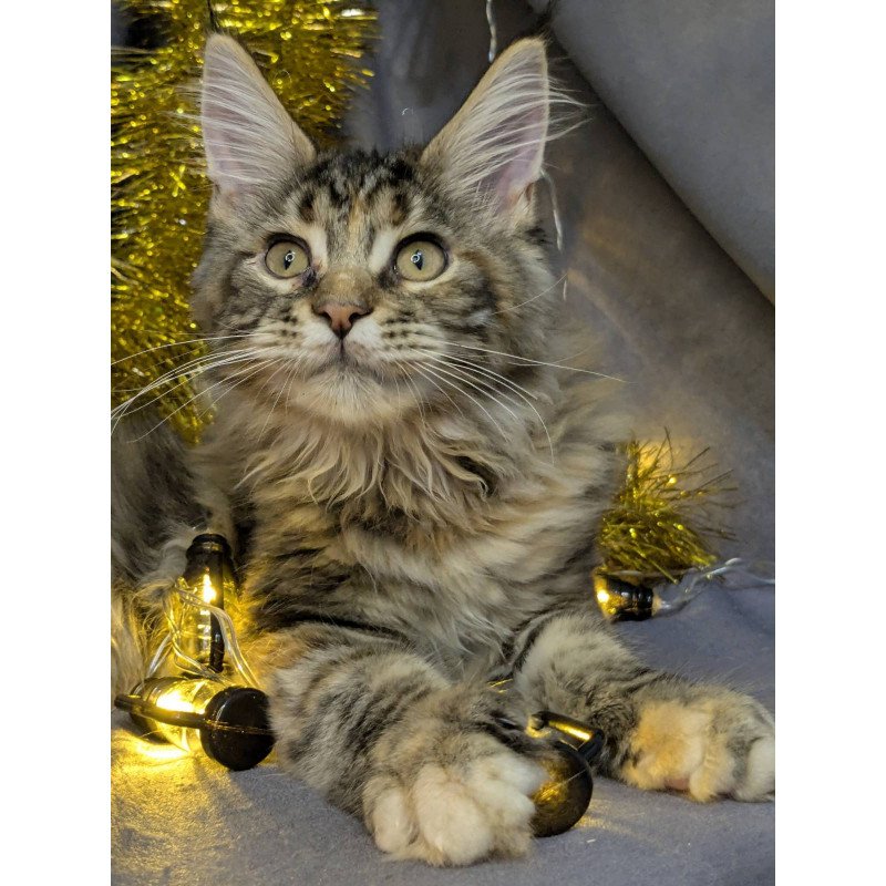 Maine Coon EZ Quadra