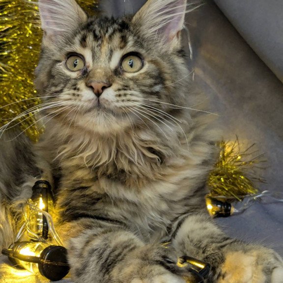 Maine Coon EZ Quadra