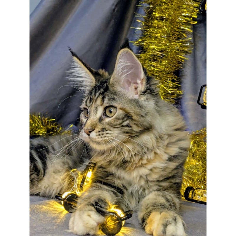 Maine Coon EZ Quadra