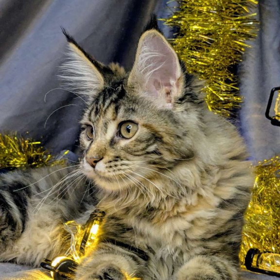 Maine Coon EZ Quadra