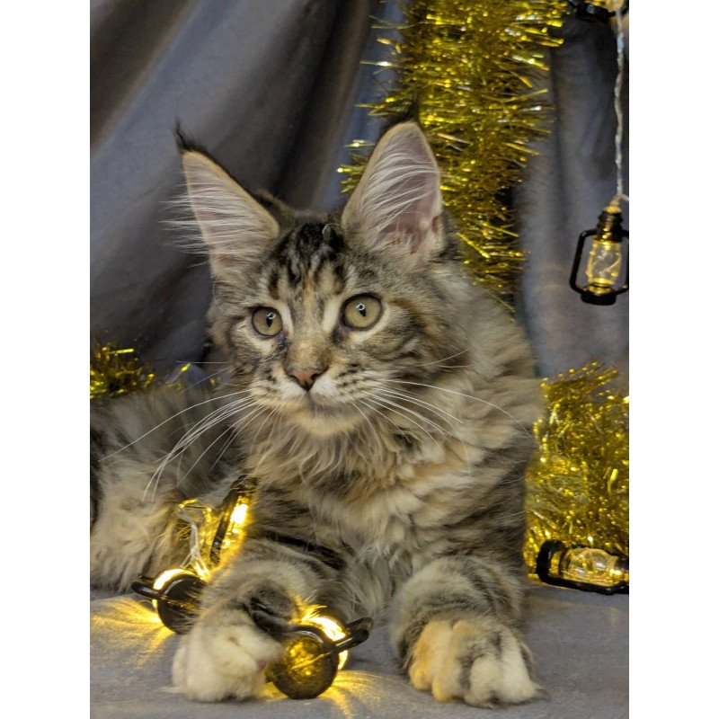Maine Coon EZ Quadra