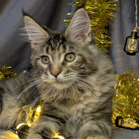 Maine Coon EZ Quadra