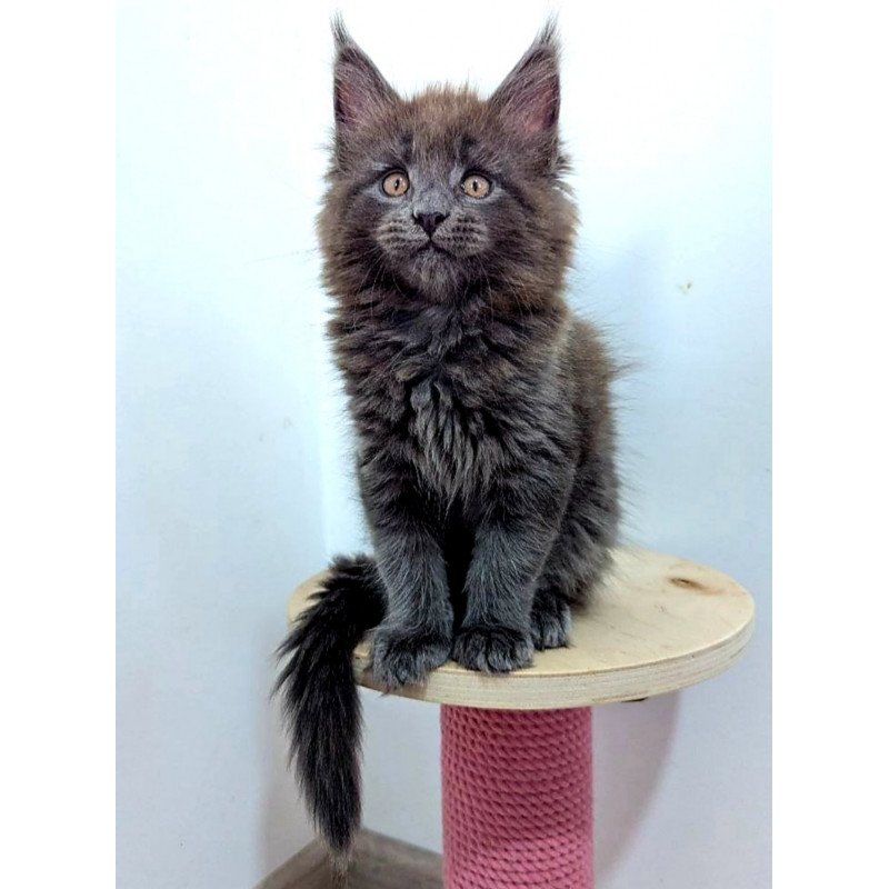 Maine Coon EZ Cеlesta