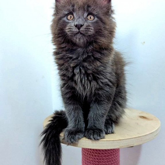 Maine Coon EZ Cеlesta