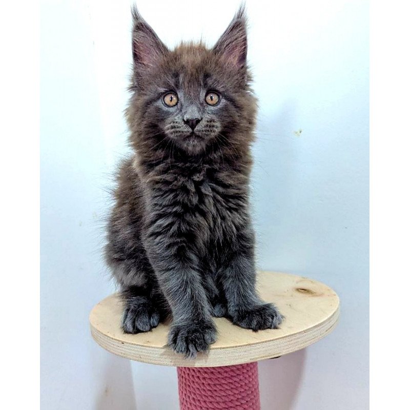 Maine Coon EZ Cеlesta