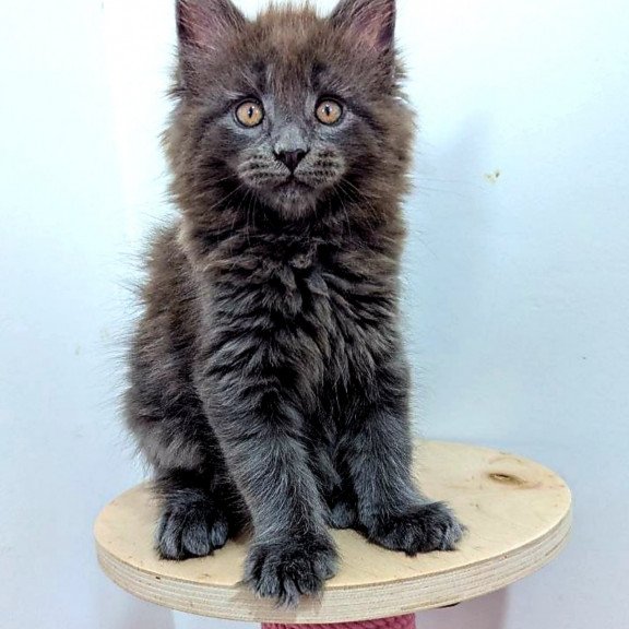Maine Coon EZ Cеlesta
