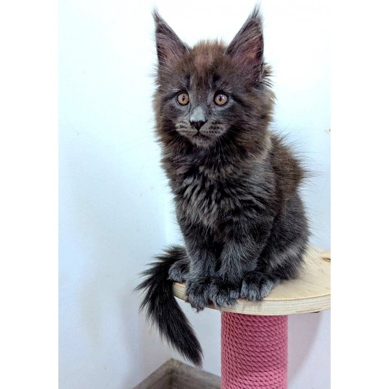 Maine Coon EZ Cеlesta