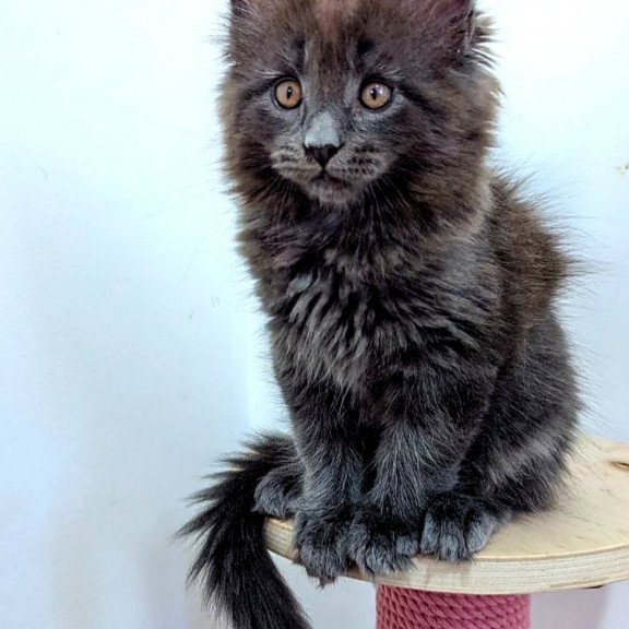 Maine Coon EZ Cеlesta