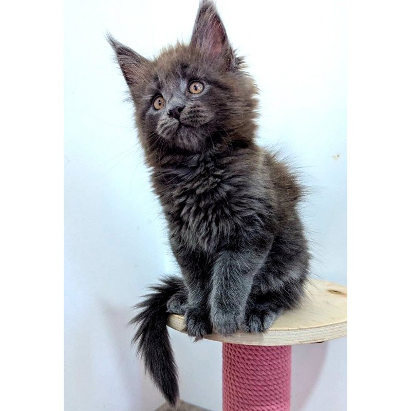 Maine Coon EZ Cеlesta