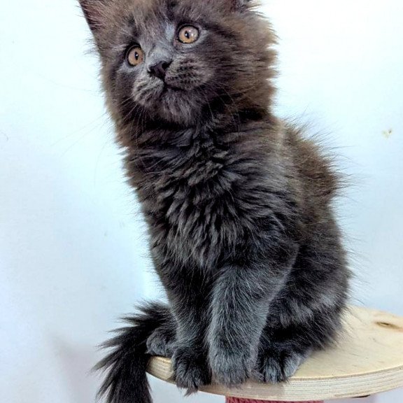 Maine Coon EZ Cеlesta