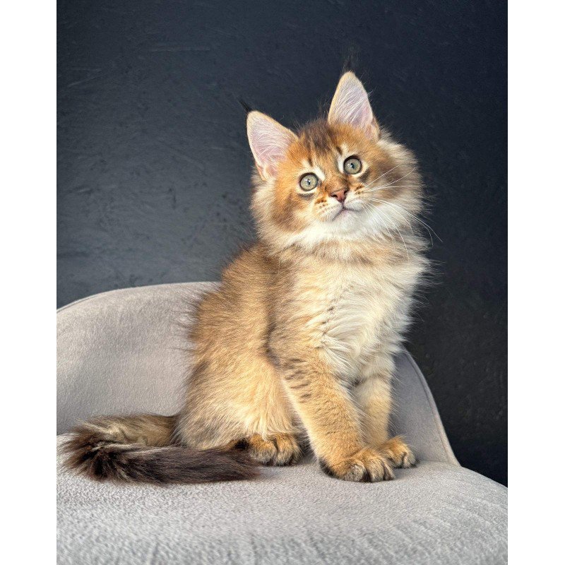 Maine Coon NOV Lucius