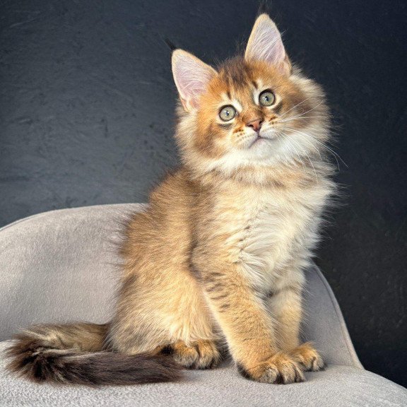 Maine Coon NOV Lucius