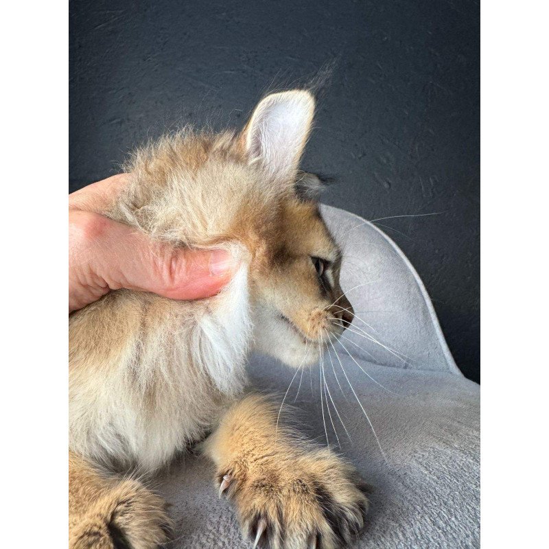 Maine Coon NOV Lucius