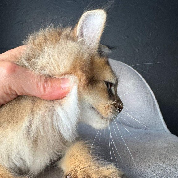 Maine Coon NOV Lucius