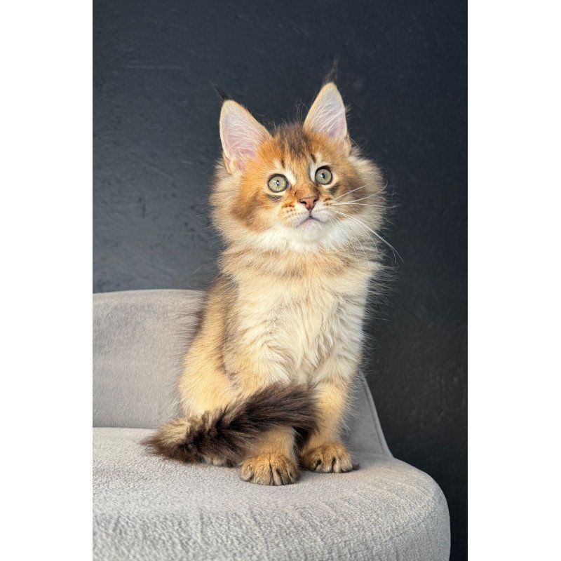 Maine Coon NOV Lucius