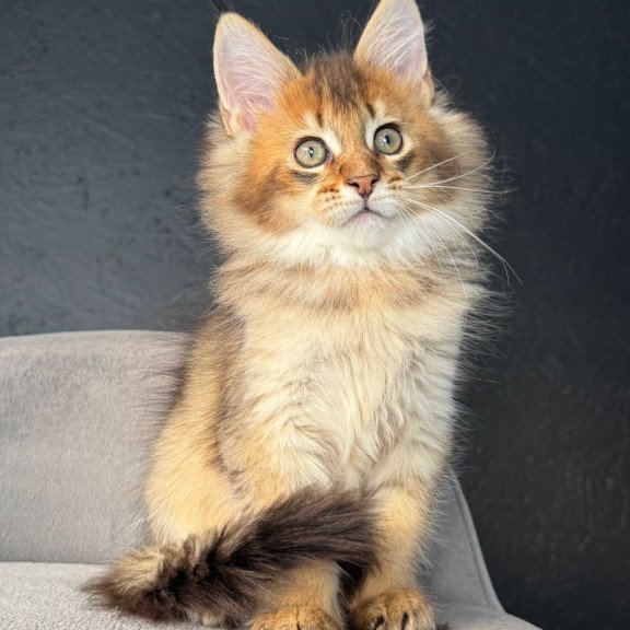 Maine Coon NOV Lucius