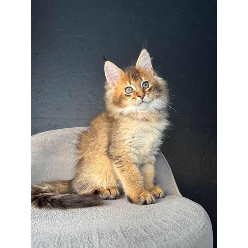 Maine Coon NOV Lucius