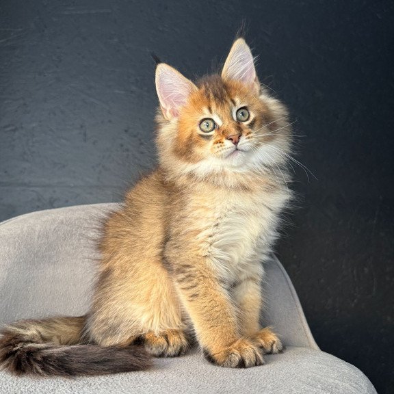 Maine Coon NOV Lucius