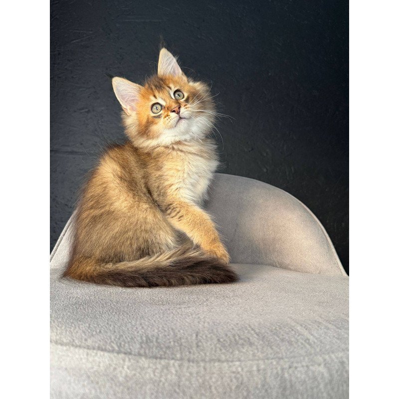 Maine Coon NOV Lucius