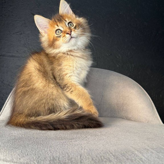 Maine Coon NOV Lucius