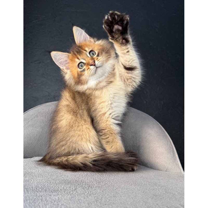 Maine Coon NOV Lucius