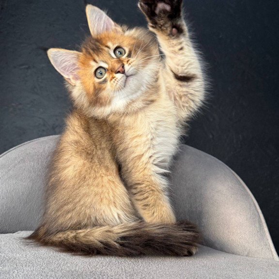 Maine Coon NOV Lucius