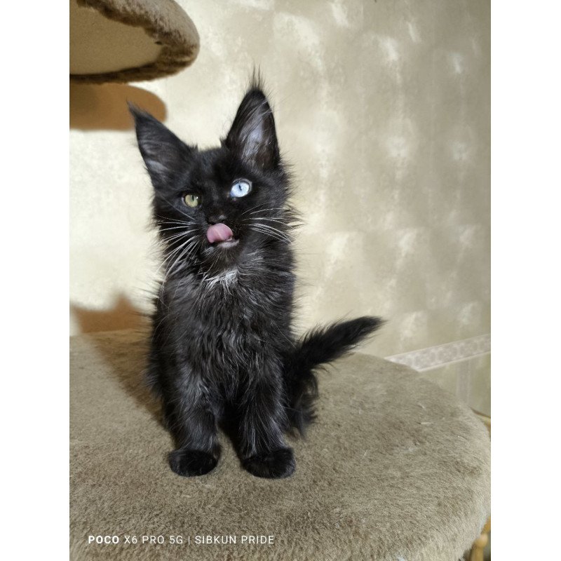 Maine Coon NOV Rona