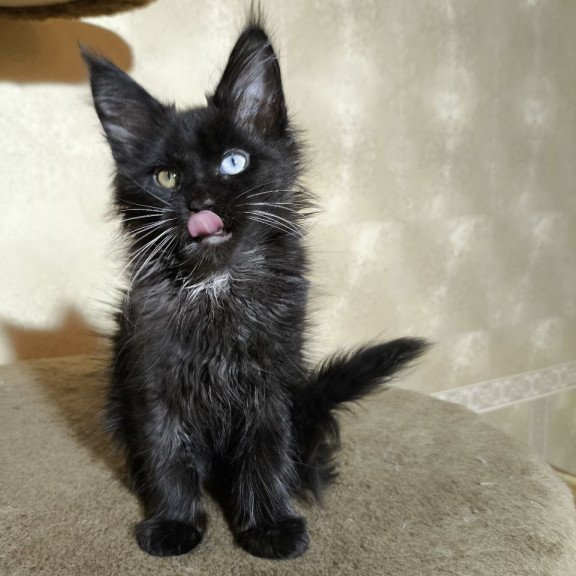 Maine Coon NOV Rona